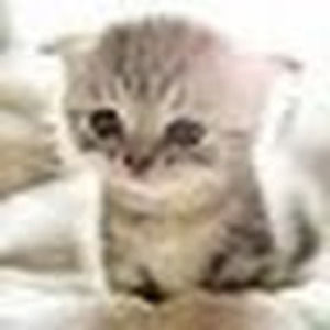 Meet your Posher, Gloria